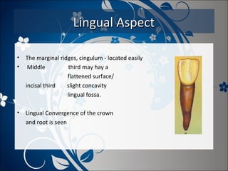 Lingual Aspect
•
•

The marginal ridges, cingulum - located easily
Middle
third may hay a
flattened surface/
incisal third
slight concavity
lingual fossa.

•

Lingual Convergence of the crown
and root is seen

 