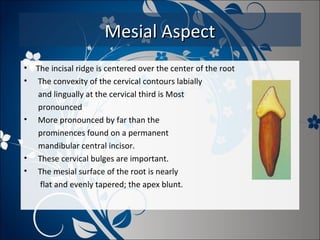 Mesial Aspect
•
•

•

•
•

The incisal ridge is centered over the center of the root
The convexity of the cervical contours labially
and lingually at the cervical third is Most
pronounced
More pronounced by far than the
prominences found on a permanent
mandibular central incisor.
These cervical bulges are important.
The mesial surface of the root is nearly
flat and evenly tapered; the apex blunt.

 