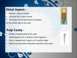 Distal Aspect •
• Outline : Opp of mesial
• Cervical line is less curved.
• Developmental depression is evident
on the distal side of the root

Pulp Cavity •
•
•
•
•

Widest mesiodistally at the roof
Labiolingually the is widest at the cingulum
Oval in appearance, tapers as it reaches apex
Definite demarcation between chamber and canal

 