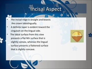 Incisal Aspect
•
•
•

The incisal ridge is straight and bisects
the crown labiolingually.
A definite taper is evident toward the
cingulum on the lingual side.
The labial surface from this view
presents a flat Mir surface that is
slightly convex, whereas the lingual
surface presents a flattened surface
that is slightly concave.

 