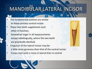 MANDIBULAR LATERAL INCISOR
•
•
•

•
•

The fundamental outlines are similar
to those primary central incisor.
These two teeth supplement each
other in function.
Somewhat larger in all measurements
except labiolingually, where the two teeth
are practically identical.
Cingulum of the lateral incisor may be
a little more generous than that of the central incisor
Crown root ratio is more in lateral than in central

 