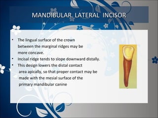 MANDIBULAR LATERAL INCISOR

•

•
•

The lingual surface of the crown
between the marginal ridges may be
more concave.
Incisal ridge tends to slope downward distally.
This design lowers the distal contact
area apically, so that proper contact may be
made with the mesial surface of the
primary mandibular canine

 
