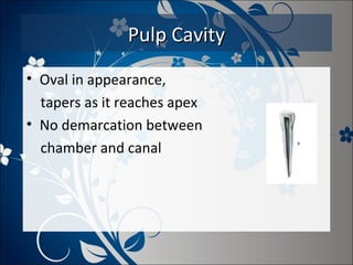 Pulp Cavity
• Oval in appearance,
tapers as it reaches apex
• No demarcation between
chamber and canal

 