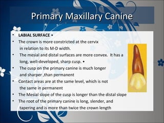 Primary Maxillary Canine
•
•
•
•
•
•
•

LABIAL SURFACE •
The crown is more constricted at the cervix
in relation to its M-D width.
The mesial and distal surfaces are more convex. It has a
long, well-developed, sharp cusp. •
The cusp on the primary canine is much longer
and sharper ,than permanent
Contact areas are at the same level, which is not
the same in permanent
The Mesial slope of the cusp is longer than the distal slope
The root of the primary canine is long, slender, and
tapering and is more than twice the crown length

 