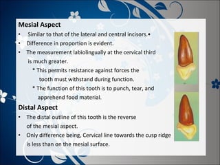 Mesial Aspect
•
•
•

Similar to that of the lateral and central incisors.•
Difference in proportion is evident.
The measurement labiolingually at the cervical third
is much greater.
* This permits resistance against forces the
tooth must withstand during function.
* The function of this tooth is to punch, tear, and
apprehend food material.

Distal Aspect
•
•

The distal outline of this tooth is the reverse
of the mesial aspect.
Only difference being, Cervical line towards the cusp ridge
is less than on the mesial surface.

 