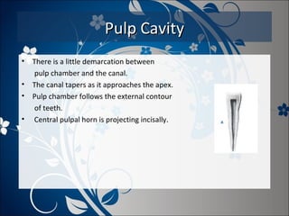 Pulp Cavity
•
•
•
•

There is a little demarcation between
pulp chamber and the canal.
The canal tapers as it approaches the apex.
Pulp chamber follows the external contour
of teeth.
Central pulpal horn is projecting incisally.

 