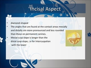 Incisal Aspect
•
•

•

diamond-shaped
The angles that are found at the contact areas mesially
and distally are more pronounced and less rounded
than those on permanent canines.
Mesial cusp slope is longer than the
distal cusp slope, i.e for Intercuspation
with the lower

 