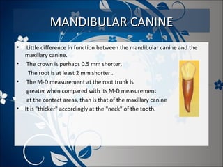 MANDIBULAR CANINE
•
•
•

•

Little difference in function between the mandibular canine and the
maxillary canine.
The crown is perhaps 0.5 mm shorter,
The root is at least 2 mm shorter .
The M-D measurement at the root trunk is
greater when compared with its M-D measurement
at the contact areas, than is that of the maxillary canine
It is "thicker" accordingly at the "neck" of the tooth.

 