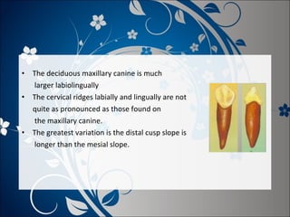 •
•

•

The deciduous maxillary canine is much
larger labiolingually
The cervical ridges labially and lingually are not
quite as pronounced as those found on
the maxillary canine.
The greatest variation is the distal cusp slope is
longer than the mesial slope.

 