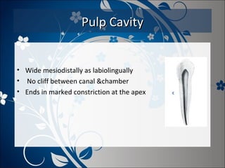 Pulp Cavity

• Wide mesiodistally as labiolingually
• No cliff between canal &chamber
• Ends in marked constriction at the apex

 