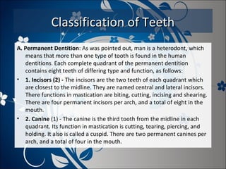 Classification of Teeth
A. Permanent Dentition: As was pointed out, man is a heterodont, which
means that more than one type of tooth is found in the human
dentitions. Each complete quadrant of the permanent dentition
contains eight teeth of differing type and function, as follows:
• 1. Incisors (2) - The incisors are the two teeth of each quadrant which
are closest to the midline. They are named central and lateral incisors.
There functions in mastication are biting, cutting, incising and shearing.
There are four permanent incisors per arch, and a total of eight in the
mouth.
• 2. Canine (1) - The canine is the third tooth from the midline in each
quadrant. Its function in mastication is cutting, tearing, piercing, and
holding. It also is called a cuspid. There are two permanent canines per
arch, and a total of four in the mouth.

 