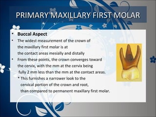 PRIMARY MAXILLARY FIRST MOLAR
• Buccal Aspect
•

•

The widest measurement of the crown of
the maxillary first molar is at
the contact areas mesially and distally
From these points, the crown converges toward
the cervix, with the mm at the cervix being
fully 2 mm less than the mm at the contact areas.
* This furnishes a narrower look to the
cervical portion of the crown and root,
than compared to permanent maxillary first molar.

 