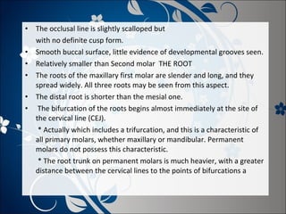 •
•
•
•
•
•

The occlusal line is slightly scalloped but
with no definite cusp form.
Smooth buccal surface, little evidence of developmental grooves seen.
Relatively smaller than Second molar THE ROOT
The roots of the maxillary first molar are slender and long, and they
spread widely. All three roots may be seen from this aspect.
The distal root is shorter than the mesial one.
The bifurcation of the roots begins almost immediately at the site of
the cervical line (CEJ).
* Actually which includes a trifurcation, and this is a characteristic of
all primary molars, whether maxillary or mandibular. Permanent
molars do not possess this characteristic.
* The root trunk on permanent molars is much heavier, with a greater
distance between the cervical lines to the points of bifurcations a

 