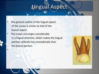 Lingual Aspect
•

•

•

The general outline of the lingual aspect
of the crown is similar to that of the
buccal aspect.
The crown converges considerably
in a lingual direction, which makes the lingual
portion calibrate less mesiodistally than
the buccal portion.

 