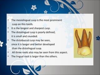 •
•
•
•

•
•

The mesiolingual cusp is the most prominent
cusp on this tooth.
It is the longest and sharpest cusp.
The distolingual cusp is poorly defined;
it is small and rounded.
The distobuccal cusp may be seen,
since it is longer and better developed
than the distolingual cusp.
All three roots also may be seen from this aspect.
The lingual root is larger than the others.

 