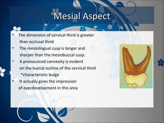 Mesial Aspect
•
•
•

•

The dimension of cervical third is greater
than occlusal third
The mesiolingual cusp is longer and
sharper than the mesiobuccal cusp.
A pronounced convexity is evident
on the buccal outline of the cervical third
*characteristic bulge
It actually gives the impression
of overdevelopment in this area

 