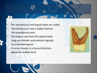 •
•
•

•

The mesiobuccal and lingual roots are visible
The distobuccal root is hidden behind
the mesiobuccal root.
The lingual root from this aspect looks
long and slender and extends lingually
to a marked degree.
It curves sharply in a buccal direction
above the middle third

 