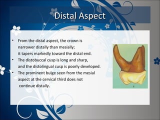 Distal Aspect
•

•
•

From the distal aspect, the crown is
narrower distally than mesially;
it tapers markedly toward the distal end.
The distobuccal cusp is long and sharp,
and the distolingual cusp is poorly developed.
The prominent bulge seen from the mesial
aspect at the cervical third does not
continue distally.

 