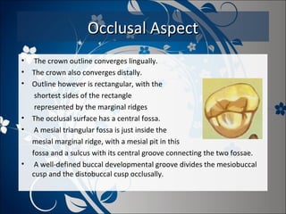 Occlusal Aspect
•
•
•

•
•

•

The crown outline converges lingually.
The crown also converges distally.
Outline however is rectangular, with the
shortest sides of the rectangle
represented by the marginal ridges
The occlusal surface has a central fossa.
A mesial triangular fossa is just inside the
mesial marginal ridge, with a mesial pit in this
fossa and a sulcus with its central groove connecting the two fossae.
A well-defined buccal developmental groove divides the mesiobuccal
cusp and the distobuccal cusp occlusally.

 