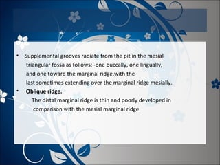 •

•

Supplemental grooves radiate from the pit in the mesial
triangular fossa as follows: -one buccally, one lingually,
and one toward the marginal ridge,with the
last sometimes extending over the marginal ridge mesially.
Oblique ridge.
The distal marginal ridge is thin and poorly developed in
comparison with the mesial marginal ridge

 