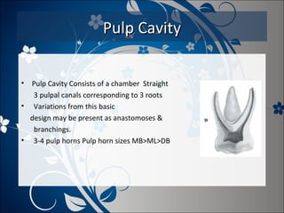 Pulp Cavity
•

Pulp Cavity Consists of a chamber Straight
3 pulpal canals corresponding to 3 roots
• Variations from this basic
design may be present as anastomoses &
branchings.
• 3-4 pulp horns Pulp horn sizes MB>ML>DB

 