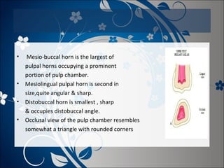 •

•
•
•

Mesio-buccal horn is the largest of
pulpal horns occupying a prominent
portion of pulp chamber.
Mesiolingual pulpal horn is second in
size,quite angular & sharp.
Distobuccal horn is smallest , sharp
& occupies distobuccal angle.
Occlusal view of the pulp chamber resembles
somewhat a triangle with rounded corners

 