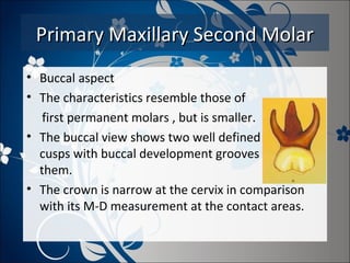 Primary Maxillary Second Molar
• Buccal aspect
• The characteristics resemble those of
first permanent molars , but is smaller.
• The buccal view shows two well defined buccal
cusps with buccal development grooves between
them.
• The crown is narrow at the cervix in comparison
with its M-D measurement at the contact areas.

 