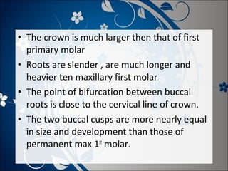 • The crown is much larger then that of first
primary molar
• Roots are slender , are much longer and
heavier ten maxillary first molar
• The point of bifurcation between buccal
roots is close to the cervical line of crown.
• The two buccal cusps are more nearly equal
in size and development than those of
permanent max 1st molar.

 