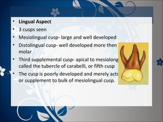 •
•
•
•

Lingual Aspect
3 cusps seen
Mesiolingual cusp- large and well developed
Distolingual cusp- well developed more then primary 1st
molar
• Third supplemental cusp- apical to mesiolongual cusp
called the tubercle of carabelli, or fifth cusp
• The cusp is poorly developed and merely acts as a buttress
or supplement to bulk of mesiolingual cusp.

 