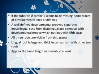 • If the tubercle if carabelli seems to be missing, some traces
of developmental lines or dimples
• A well defined developmental grooves separates
mesiolingual cusp from distolingual and connects with
developmental groove which outlines with fifth cusp
• All three roots are visible from this aspect
• Lingual root is large and thick in comparison with other two
roots
• Approx the same length as mesiobuccal root .

 