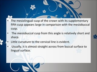 • The mesiolingual cusp of the crown with its supplementary
fifth cusp appears large in comparison with the mesiobuccal
cusp.
• The mesiobuccal cusp from this angle is relatively short and
sharp.
• Little curvature to the cervical line is evident.
• Usually, it is almost straight across from buccal surface to
lingual surface.

 