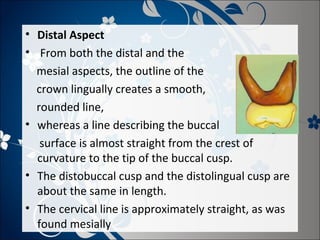 • Distal Aspect
• From both the distal and the
mesial aspects, the outline of the
crown lingually creates a smooth,
rounded line,
• whereas a line describing the buccal
surface is almost straight from the crest of
curvature to the tip of the buccal cusp.
• The distobuccal cusp and the distolingual cusp are
about the same in length.
• The cervical line is approximately straight, as was
found mesially

 
