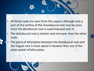 • All three roots are seen from this aspect, although only a
part of the outline of the mesiobuccal root may be seen,
since the distobuccal root is superimposed over it.
• The distobuccal root is shorter and narrower than the other
roots.
• The point of bifurcation between the distobuccal root and
the lingual root is more apical in location than any of the
other points of bifurcation.

 