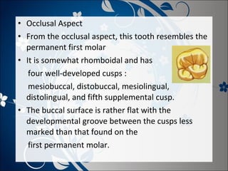 • Occlusal Aspect
• From the occlusal aspect, this tooth resembles the
permanent first molar
• It is somewhat rhomboidal and has
four well-developed cusps :
mesiobuccal, distobuccal, mesiolingual,
distolingual, and fifth supplemental cusp.
• The buccal surface is rather flat with the
developmental groove between the cusps less
marked than that found on the
first permanent molar.

 