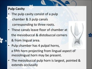 Pulp Cavity
• The pulp cavity consist of a pulp
chamber & 3 pulp canals
corresponding to three roots.
• These canals leave floor of chamber at
the mesiobuccal & distobuccal corners
& from lingual area.
• Pulp chamber has 4 pulpal horns,
a fifth horn projecting from lingual aspect of
mesiolingual horn may be present.
• The mesiobuccal pulp horn is largest, pointed &
extends occlusally

 