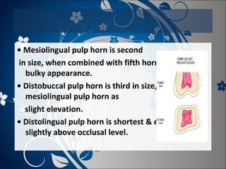 • Mesiolingual pulp horn is second
in size, when combined with fifth horn it presents a
bulky appearance.
• Distobuccal pulp horn is third in size, joining
mesiolingual pulp horn as
slight elevation.
• Distolingual pulp horn is shortest & extends only
slightly above occlusal level.

 