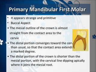 Primary Mandibular First Molar
• It appears strange and primitive
• Buccal Aspect
• The mesial outline of the crown is almost
straight from the contact area to the
cervix
• The distal portion converges toward the cervix more
than usual, so that the contact area extends distally to
a marked degree.
• The distal portion of the crown is shorter than the
mesial portion, with the cervical line dipping apically
where it joins the mesial root.

 