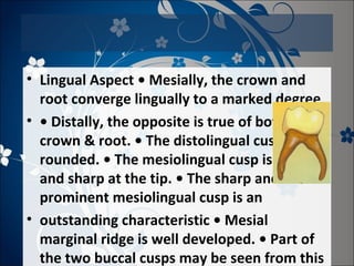• Lingual Aspect • Mesially, the crown and
root converge lingually to a marked degree
• • Distally, the opposite is true of both
crown & root. • The distolingual cusp is
rounded. • The mesiolingual cusp is long
and sharp at the tip. • The sharp and
prominent mesiolingual cusp is an
• outstanding characteristic • Mesial
marginal ridge is well developed. • Part of
the two buccal cusps may be seen from this

 