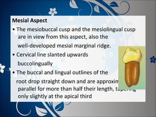 Mesial Aspect
• The mesiobuccal cusp and the mesiolingual cusp
are in view from this aspect, also the
well-developed mesial marginal ridge.
• Cervical line slanted upwards
buccolingually
• The buccal and lingual outlines of the
root drop straight down and are approximately
parallel for more than half their length, tapering
only slightly at the apical third

 
