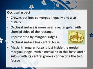 Occlusal aspect
• Crowns outlines converges lingually and also
distally
• Occlusal surface is more nearly rectangular with
shorted sides of the rectange
represented by marginal ridges
• Occlusal surface has central fossa
• Mesial triangular fossa is just inside the mesial
marginal ridge , with a mesial pit in this fossa and a
sulcus with its central groove connecting the two
fossae

 