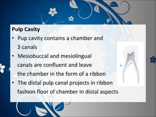 Pulp Cavity
• Pup cavity contains a chamber and
3 canals
• Mesiobuccal and mesiolingual
canals are confluent and leave
the chamber in the form of a ribbon
• The distal pulp canal projects in ribbon
fashion floor of chamber in distal aspects

 