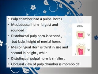 • Pulp chamber had 4 pulpal horns
• Mesiobuccal horn- largest and
rounded
• Distobuccal pulp horn-is second ,
but lacks height of mesial horns
• Mesiolingual Horn is third in size and
second in height , while
• Distolingual pulpal horn is smallest
• Occlusal view of pulp chamber is rhomboidal

 