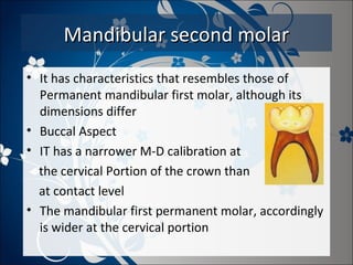 Mandibular second molar
• It has characteristics that resembles those of
Permanent mandibular first molar, although its
dimensions differ
• Buccal Aspect
• IT has a narrower M-D calibration at
the cervical Portion of the crown than
at contact level
• The mandibular first permanent molar, accordingly
is wider at the cervical portion

 