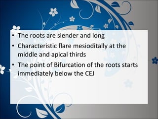 • The roots are slender and long
• Characteristic flare mesioditally at the
middle and apical thirds
• The point of Bifurcation of the roots starts
immediately below the CEJ

 