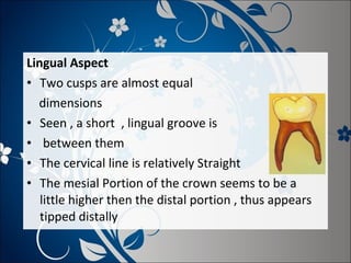 Lingual Aspect
• Two cusps are almost equal
dimensions
• Seen , a short , lingual groove is
• between them
• The cervical line is relatively Straight
• The mesial Portion of the crown seems to be a
little higher then the distal portion , thus appears
tipped distally

 