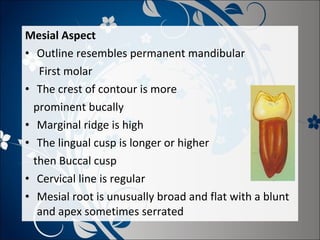 Mesial Aspect
• Outline resembles permanent mandibular
First molar
• The crest of contour is more
prominent bucally
• Marginal ridge is high
• The lingual cusp is longer or higher
then Buccal cusp
• Cervical line is regular
• Mesial root is unusually broad and flat with a blunt
and apex sometimes serrated

 