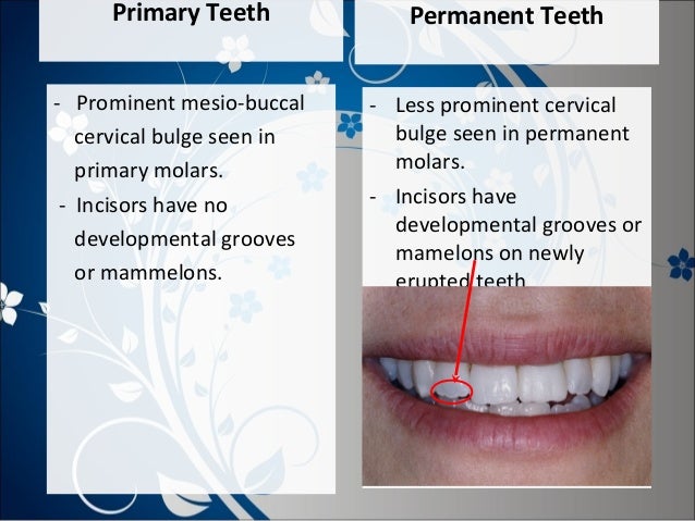 Difference between primary and permanent teeth