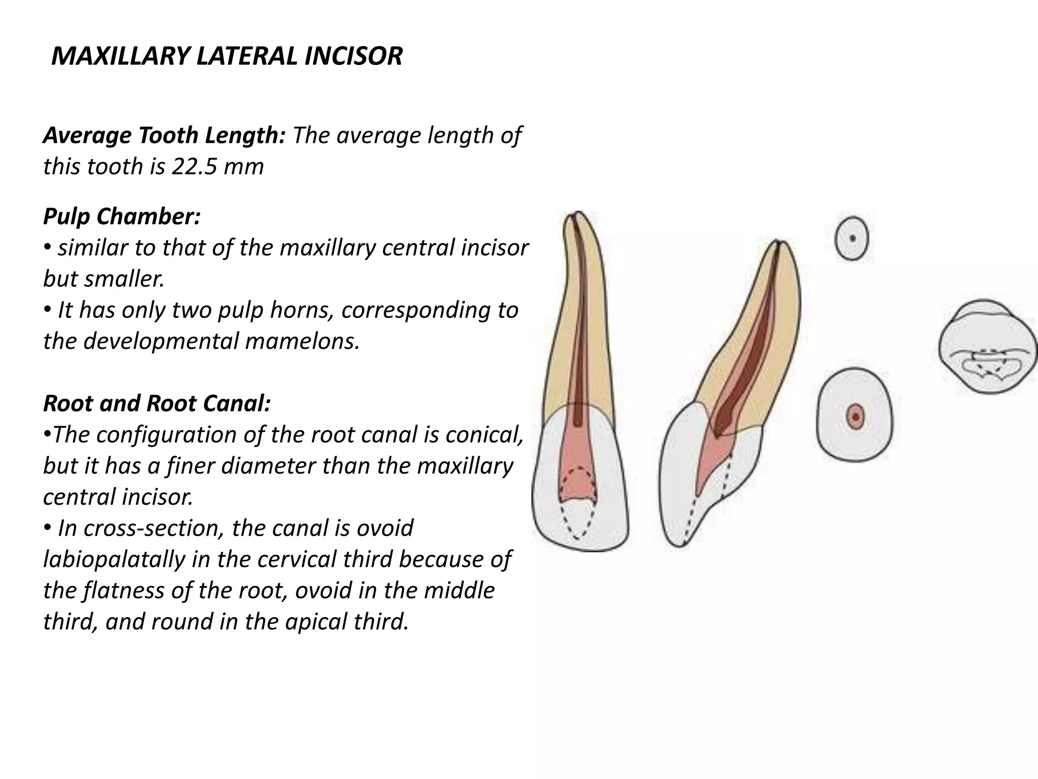 MAXILLARY LATERAL INCISOR
Average Tooth Length: The average length of
this tooth is 22.5 mm
Pulp Chamber:
• similar to that of the maxillary central incisor
but smaller.
• It has only two pulp horns, corresponding to
the developmental mamelons.
Root and Root Canal:
•The configuration of the root canal is conical,
but it has a finer diameter than the maxillary
central incisor.
• In cross-section, the canal is ovoid
labiopalatally in the cervical third because of
the flatness of the root, ovoid in the middle
third, and round in the apical third.
 