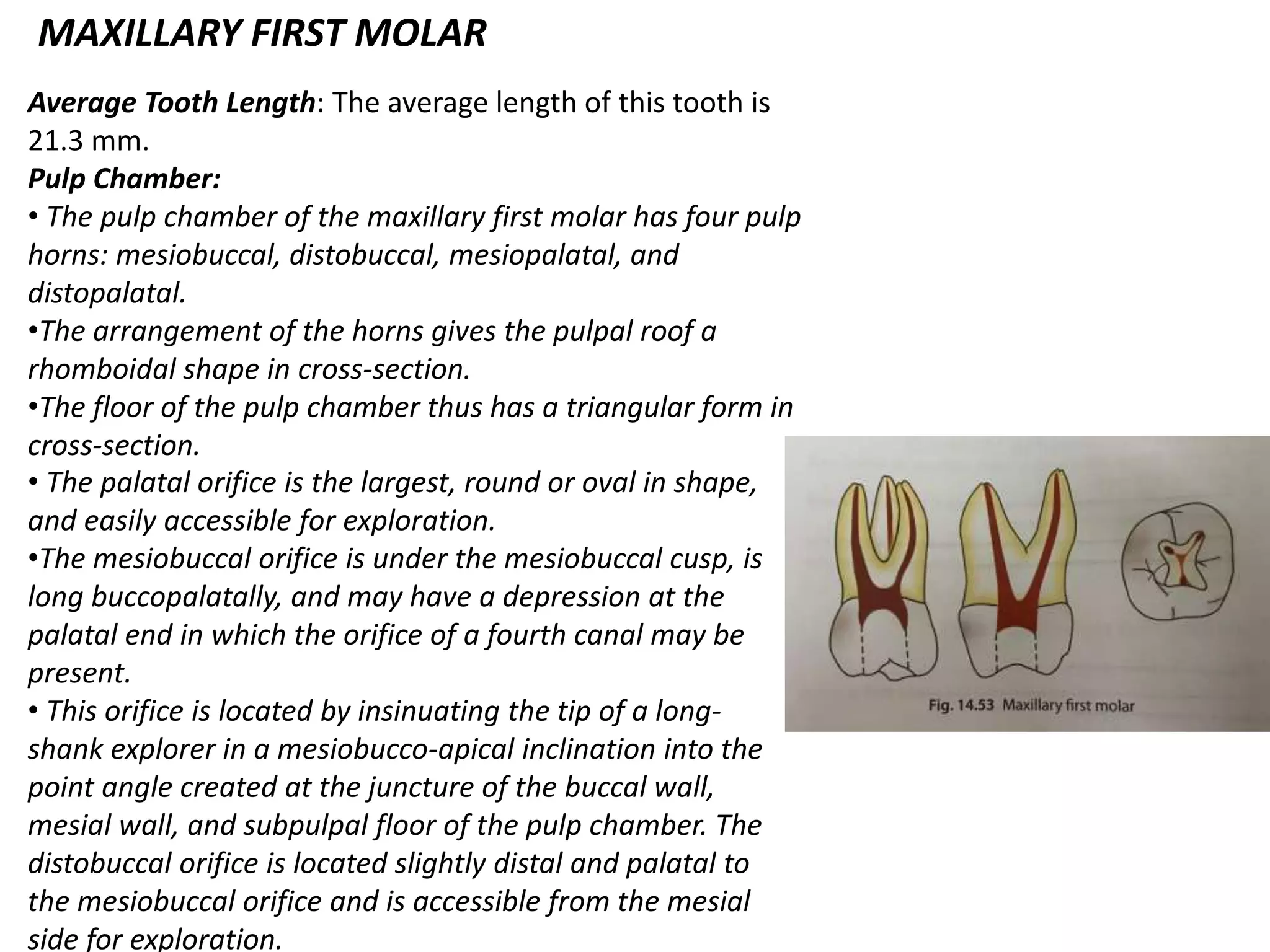 MAXILLARY FIRST MOLAR
Average Tooth Length: The average length of this tooth is
21.3 mm.
Pulp Chamber:
• The pulp chamber of the maxillary first molar has four pulp
horns: mesiobuccal, distobuccal, mesiopalatal, and
distopalatal.
•The arrangement of the horns gives the pulpal roof a
rhomboidal shape in cross-section.
•The floor of the pulp chamber thus has a triangular form in
cross-section.
• The palatal orifice is the largest, round or oval in shape,
and easily accessible for exploration.
•The mesiobuccal orifice is under the mesiobuccal cusp, is
long buccopalatally, and may have a depression at the
palatal end in which the orifice of a fourth canal may be
present.
• This orifice is located by insinuating the tip of a long-
shank explorer in a mesiobucco-apical inclination into the
point angle created at the juncture of the buccal wall,
mesial wall, and subpulpal floor of the pulp chamber. The
distobuccal orifice is located slightly distal and palatal to
the mesiobuccal orifice and is accessible from the mesial
side for exploration.
 