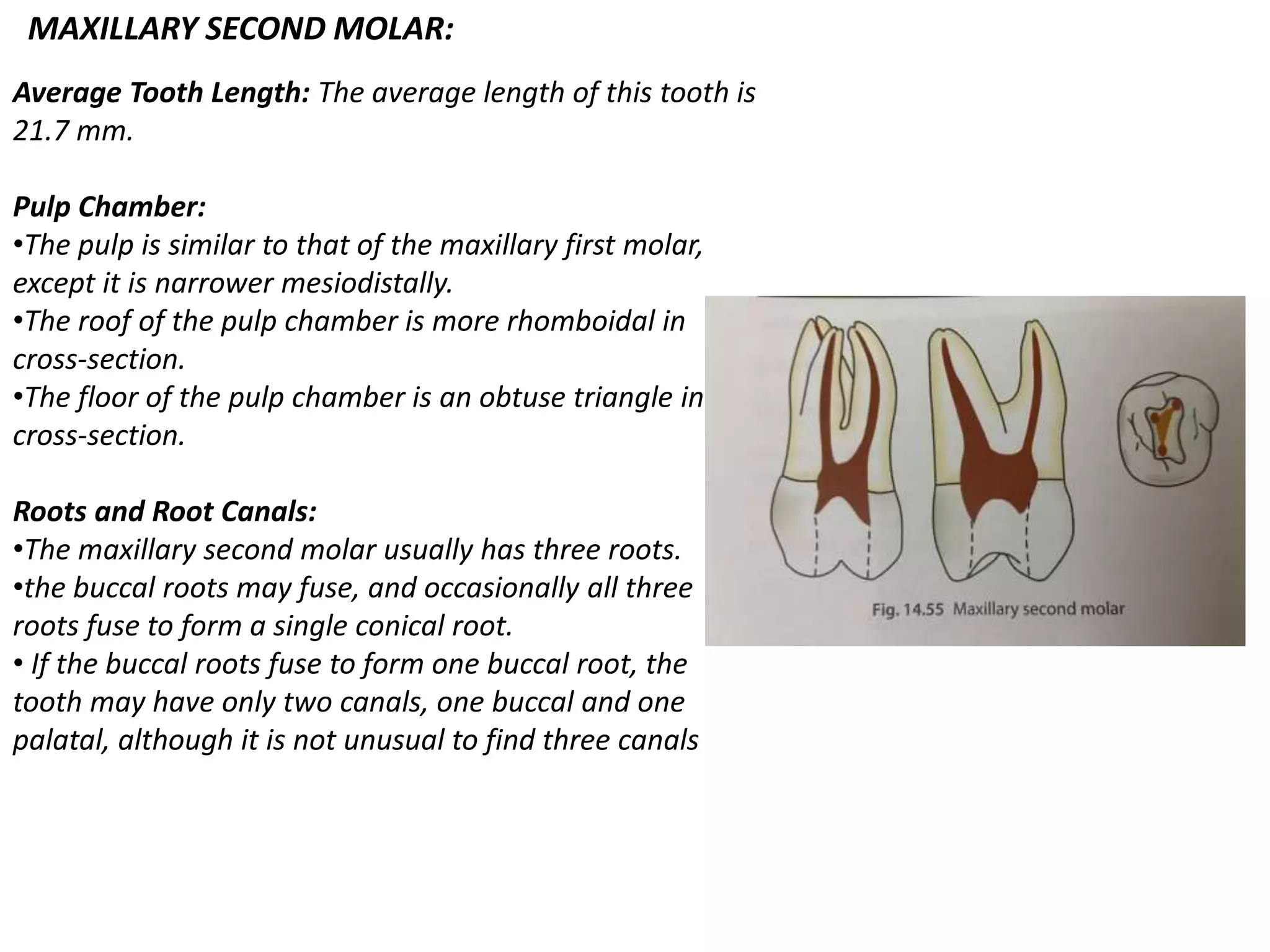 MAXILLARY SECOND MOLAR:
Average Tooth Length: The average length of this tooth is
21.7 mm.
Pulp Chamber:
•The pulp is similar to that of the maxillary first molar,
except it is narrower mesiodistally.
•The roof of the pulp chamber is more rhomboidal in
cross-section.
•The floor of the pulp chamber is an obtuse triangle in
cross-section.
Roots and Root Canals:
•The maxillary second molar usually has three roots.
•the buccal roots may fuse, and occasionally all three
roots fuse to form a single conical root.
• If the buccal roots fuse to form one buccal root, the
tooth may have only two canals, one buccal and one
palatal, although it is not unusual to find three canals
 
